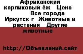 Африканский карликовый ёж › Цена ­ 6 000 - Все города, Иркутск г. Животные и растения » Другие животные   